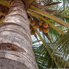 Load image into Gallery viewer, Coco Maduro(Mature Coconut)unidad/unit