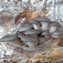Load image into Gallery viewer, Hongos Ostra Organicos (Organic Oyster Mushrooms) 250g