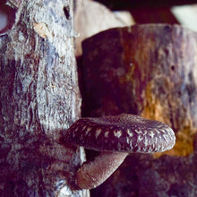 Load image into Gallery viewer, Hongos Shiitake Agroecologicos (Shiitake Mushrooms) 150g