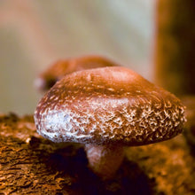 Load image into Gallery viewer, Hongos Shiitake Agroecologicos (Shiitake Mushrooms) 150g