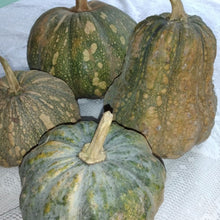 Load image into Gallery viewer, Ayote Criollo Organico (Organic Wild Squash) 2 Kg