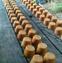 Load image into Gallery viewer, Tapa de Dulce (Wild Sugar Cane)