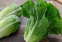Load image into Gallery viewer, Lechuga Romana Orgánica (Roman Organic Lettuce) unidad/unit
