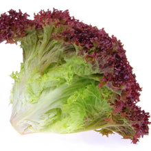 Load image into Gallery viewer, Lechuga Orgánica Lolorosa (Lollo Rose Organic Lettuce) unidad/unit