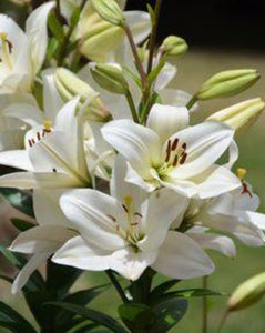 Flores Lirios (Lilies)ramo/ bunch