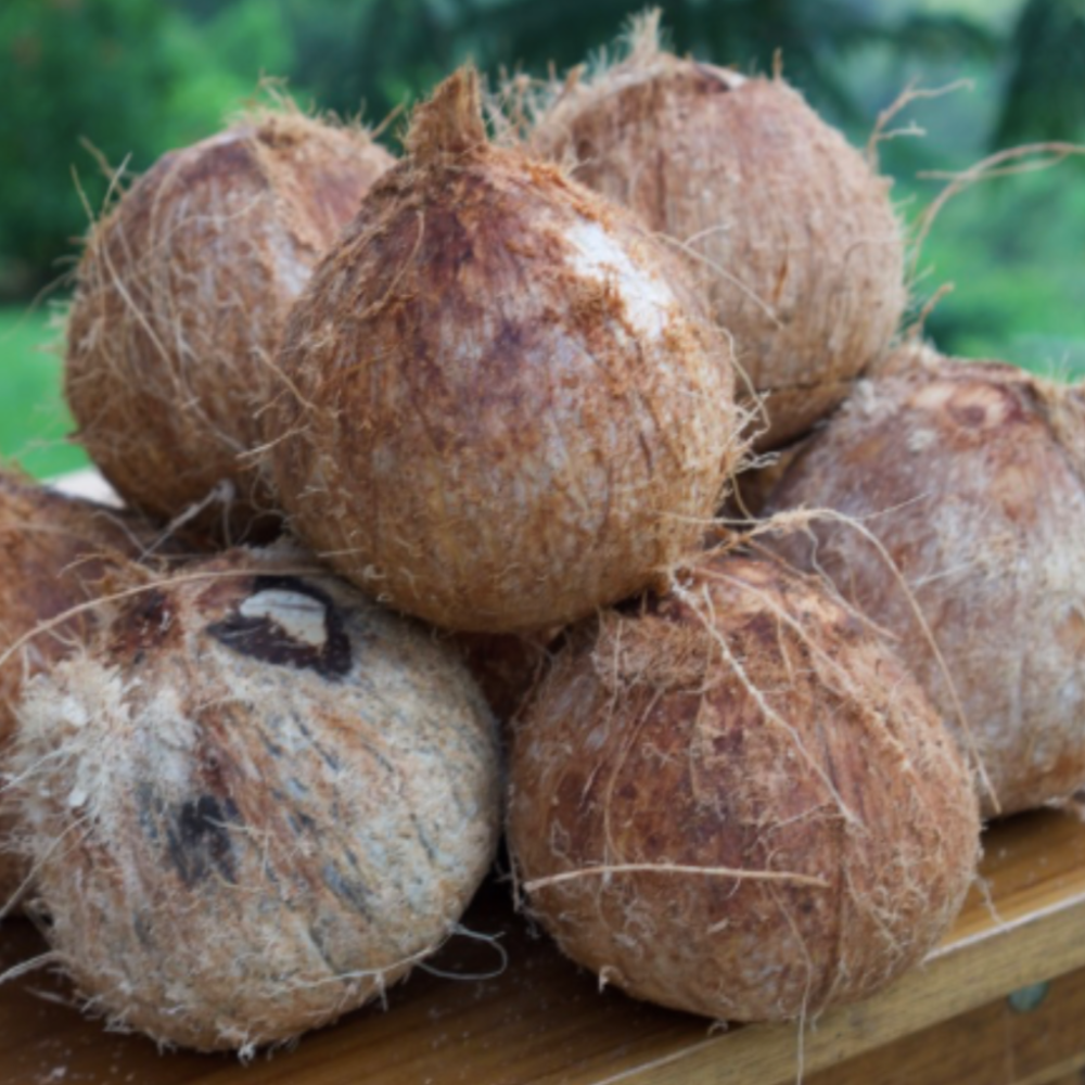 Pipas Fresca  Peladas (Fresh Peeled Young Coconuts)set of 6