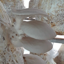 Load image into Gallery viewer, Hongos Ostra Organicos (Organic Oyster Mushrooms) 250g
