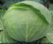 Load image into Gallery viewer, Repollo Organico Verde (Organic Cabbage Green) unidad/unit
