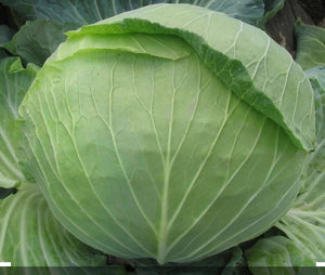 Repollo Organico Verde (Organic Cabbage Green) unidad/unit