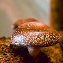 Load image into Gallery viewer, Hongos Shiitake Agroecologicos (Shiitake Mushrooms) 150g
