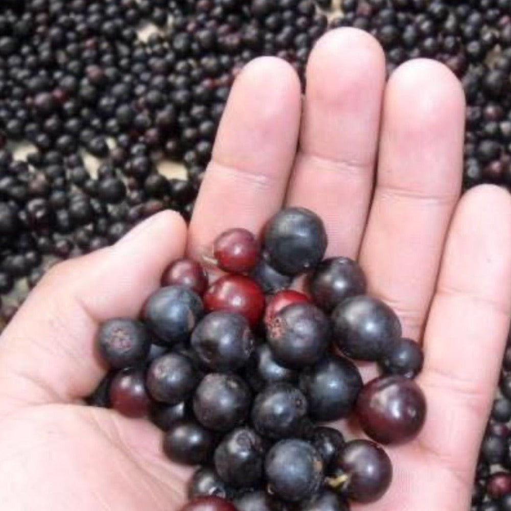Arandano Organico CR Del Cerro ( wild blueberry ) 150g