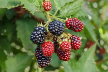 Load image into Gallery viewer, Mora Organica Fresca (Organic Blackberry Fresh) 500 gr
