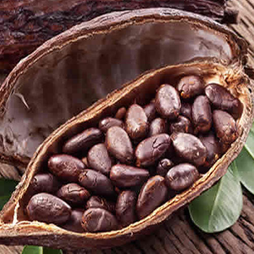 Semillas de Cacao (Cocoa Seeds)