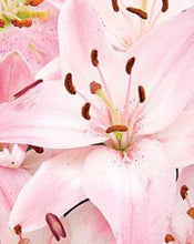 Load image into Gallery viewer, Flores Lirios (Lilies)ramo/ bunch
