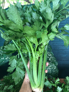 Apio Orgánico (Organic Celery) Bunch