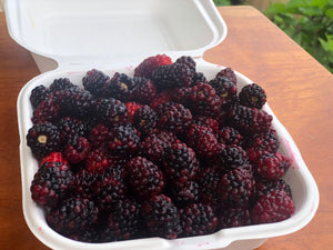 Mora Organica Fresca (Organic Blackberry Fresh) 500 gr
