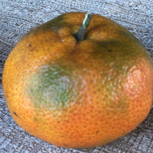 Load image into Gallery viewer, Mandarina Dulce  Organico (Organic Sweet Mandarine)5  Unidad/5 Unit
