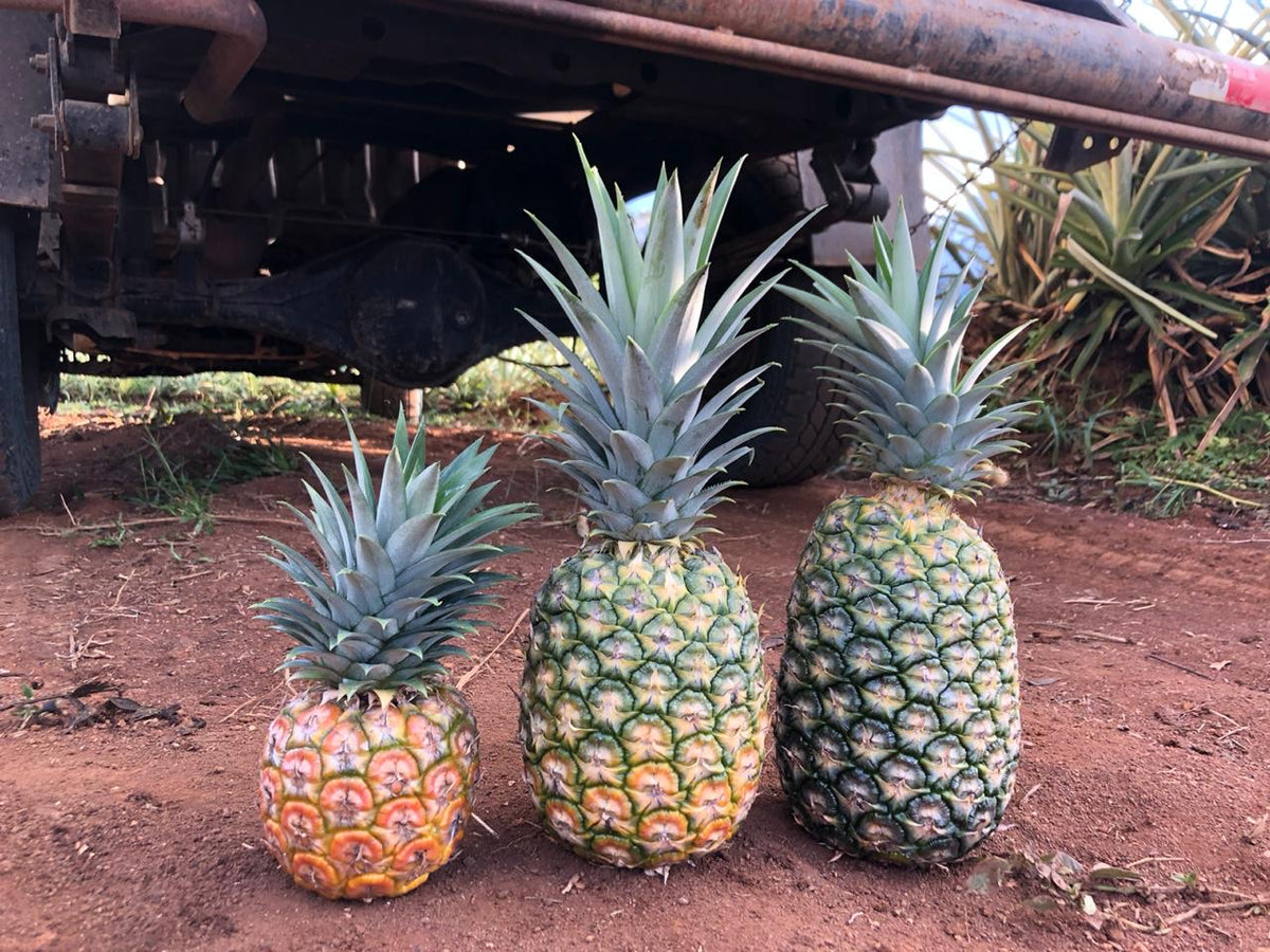 Piña Organica(Organic Pineapple) – Eco Feria Dominical