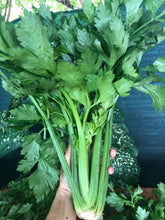 Load image into Gallery viewer, Apio Orgánico(Organic Celery)Kg

