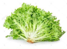 Load image into Gallery viewer, Lechuga Orgánica Frise (Frise Organic Lettuce) unidad/unit
