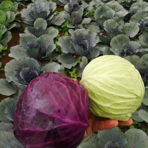 Repollo Morado Orgánico (Purple Cabbage Organic) unidad/unit