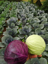 Load image into Gallery viewer, Repollo Organico Verde (Organic Cabbage Green) unidad/unit
